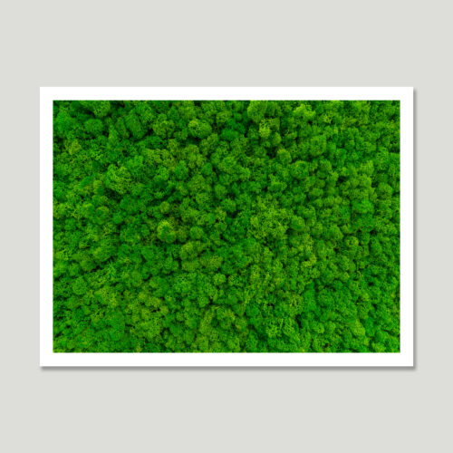 Verdant Silence Close-up of lush green reindeer moss – detailed natural texture with organic shapes, symbolizing tranquility, nature, and biophilic design.