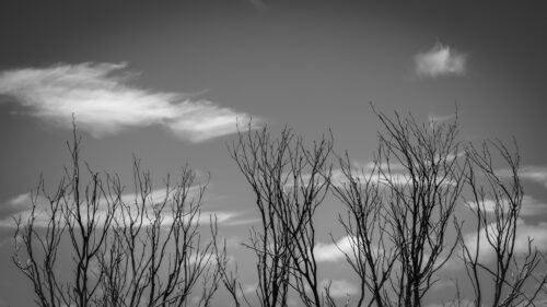Delicate leafless branches silhouetted against a softly clouded sky, captured in black and white