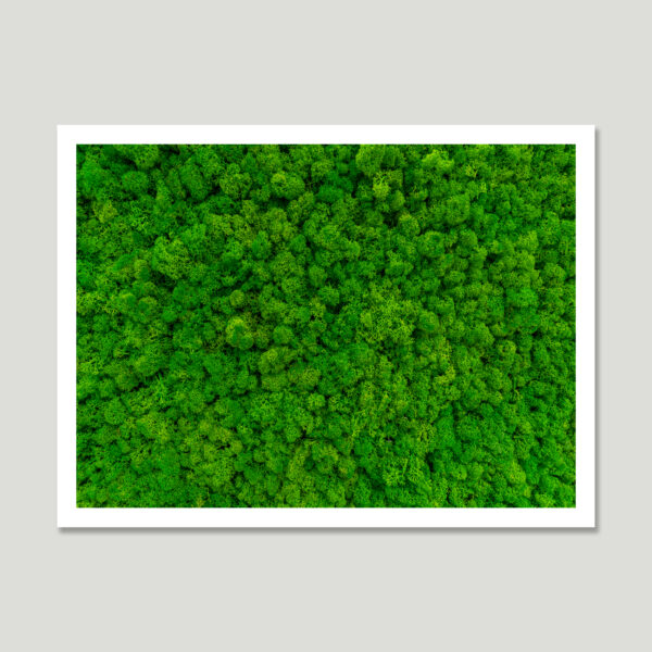 Verdant Silence Close-up of lush green reindeer moss – detailed natural texture with organic shapes, symbolizing tranquility, nature, and biophilic design.