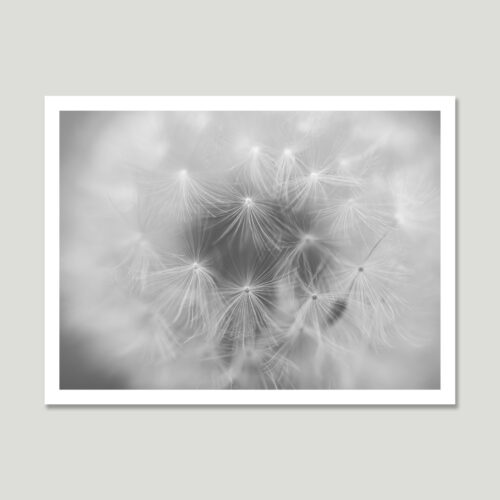 whispers-of-light_th Black and white macro photograph of a soft dandelion seed head in gentle focus – ethereal and calm.