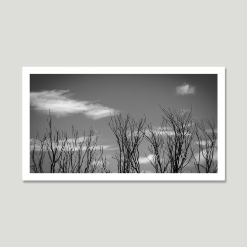 whispers-in-th-sky_th Black and white infrared photograph of fine tree branches under a soft sky with scattered clouds – minimalist and calm.