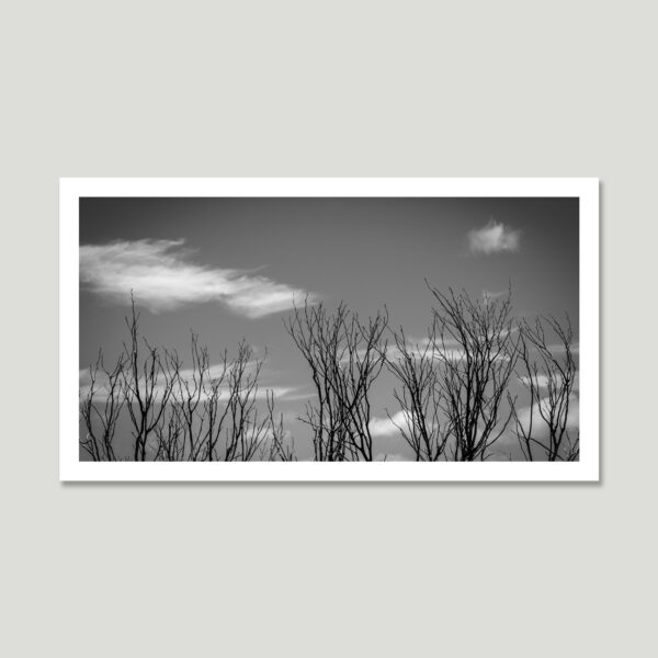 whispers-in-th-sky_th Black and white infrared photograph of fine tree branches under a soft sky with scattered clouds – minimalist and calm.