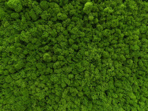 Verdant Silence – AURIN