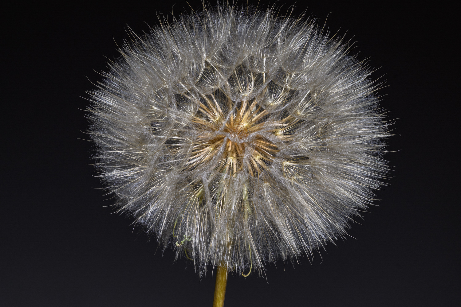 Dandelion Dome
