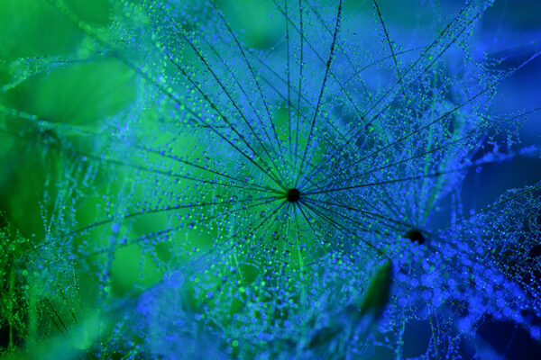 Tausende Tautropfen auf einem filigranen Samenstand verwandeln eine vergängliche Pflanze in eine scheinbar kosmische Struktur aus Licht, Farbe und Tiefe. Die Grenzen zwischen Mikrowelt und Universum verschwimmen.